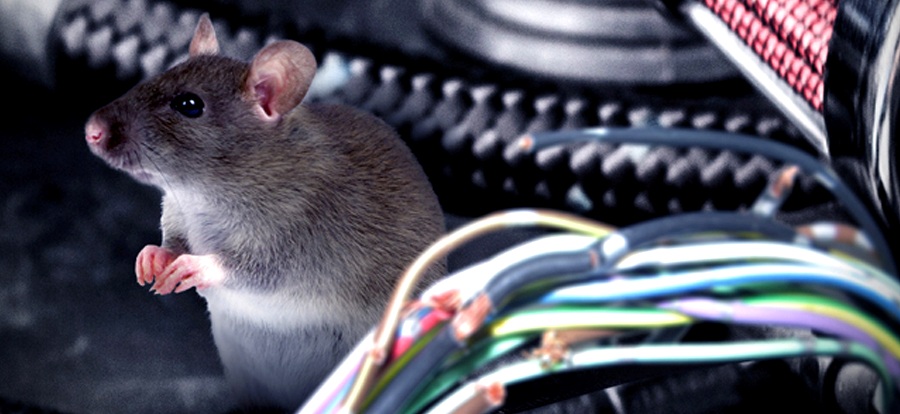 Tổ rác do chuột tạo ra trong khoang máy