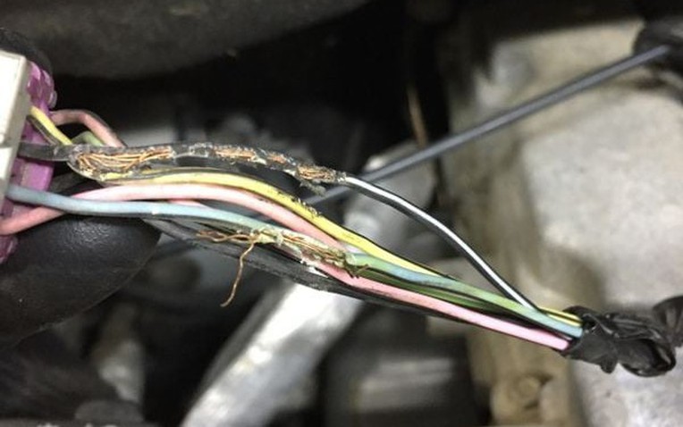 Dây điện bị chuột cắn nham nhở trong khoang máy ô tô